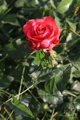 Картинка розы амбассадор в формате png: выберите размер