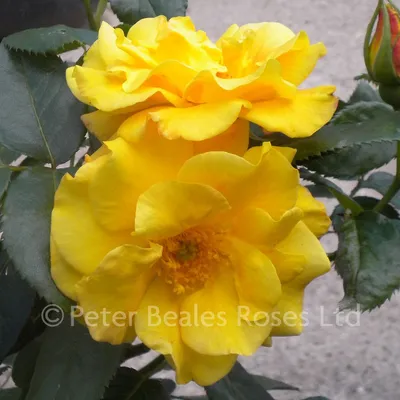 Красивая фото розы амбассадор в разных размерах: выберите формат