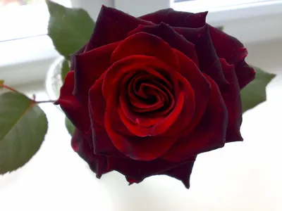 Фото розы амбассадор в webp: выберите формат