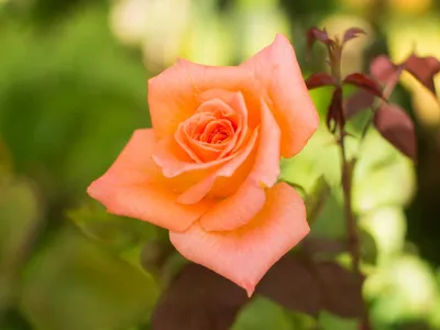 Красивая роза амбассадор в формате jpg для скачивания