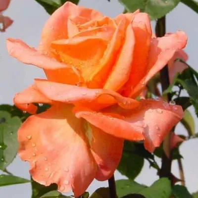 Уникальное изображение розы амбассадор в формате webp