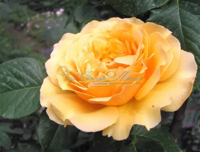 Фотография красивой розы амбер куин 
