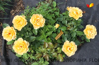 Роза амбер куин в формате jpg для фотопечати 