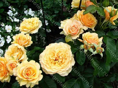 Фото прекрасной розы амбер куин с возможностью выбора размера 