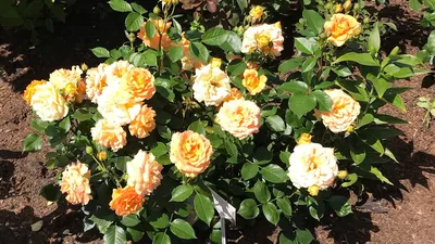 Изумительное изображение розы амбер куин с разными форматами 