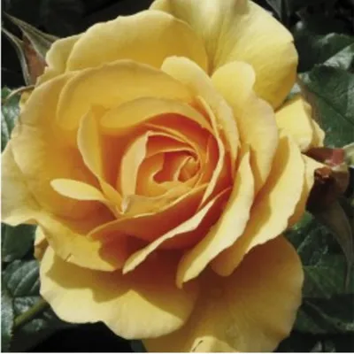 Фото розы амбер куин для использования в графическом дизайне 