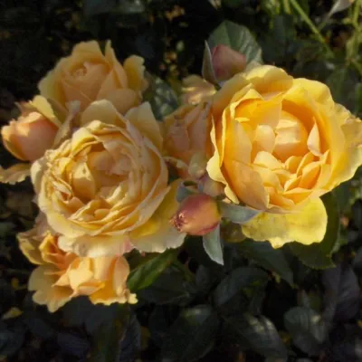 Изумительное изображение розы амбер куин для вдохновения 