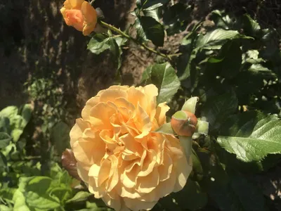 Фотография красивой розы амбер куин для сохранения на компьютер 