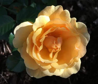 Роза амбер куин в формате jpg для печати на холсте 