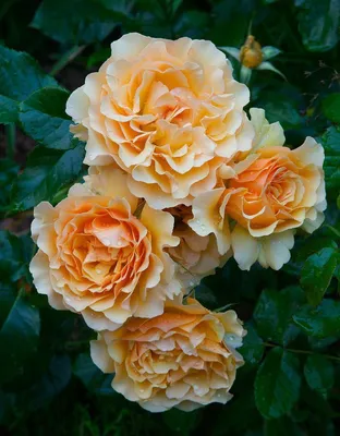 Красивая роза амбер куин в формате jpg 