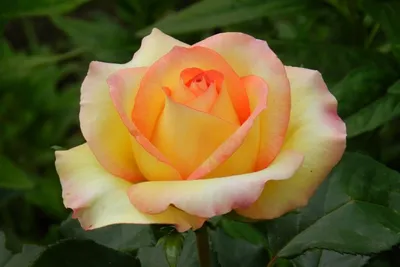 Роза амбианс - фото в формате jpg