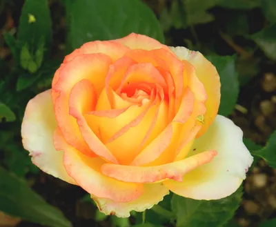Удивительная красота розы амбианс - скачайте png