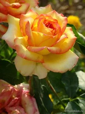 Изображение розы амбианс с яркими красками