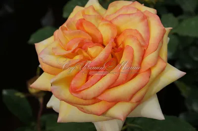 Удивительные детали розы амбианс - на фотографии