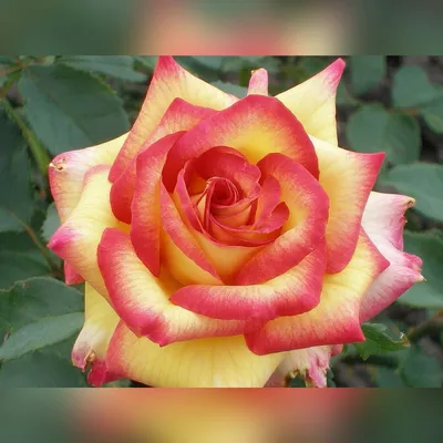 Фотография розы амбианс в формате png - лучший выбор