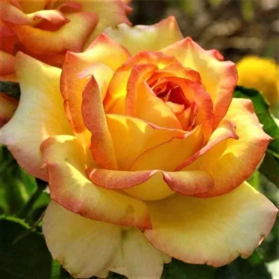 Фотография розы амбианс - формат webp доступен