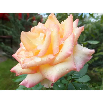 Уникальность розы амбианс на фотографии