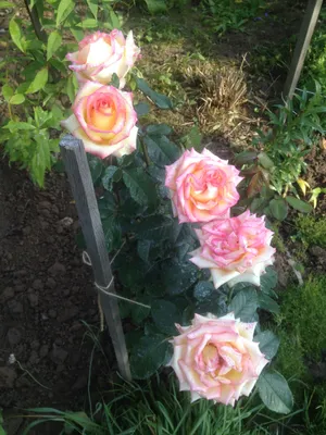Фото розы амбианс в высоком качестве