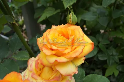 Фотография розы амбианс в формате webp - скачайте сейчас