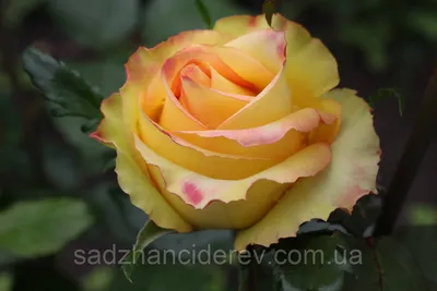 Чудесное изображение розы амбианс