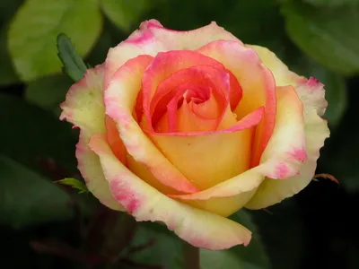 Фотка розы амбианс, которая вызывает восхищение