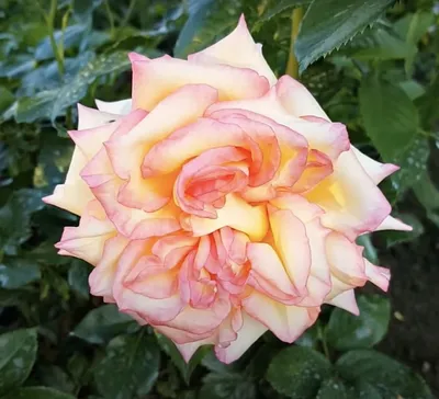 Фото розы амбианс с прекрасным разрешением