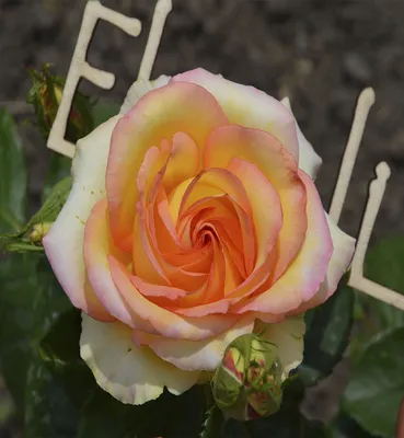 Изображение розы амбианс в формате png - идеальный выбор