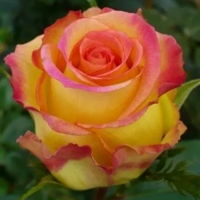 Роза амбианс во всей своей великолепной красе