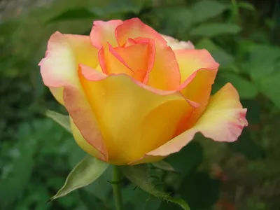 Удивительные детали розы амбианс на фотографии