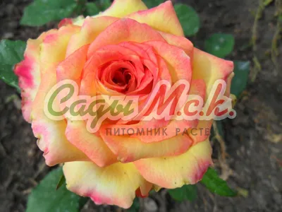 Загадочная красота розы амбианс на фото