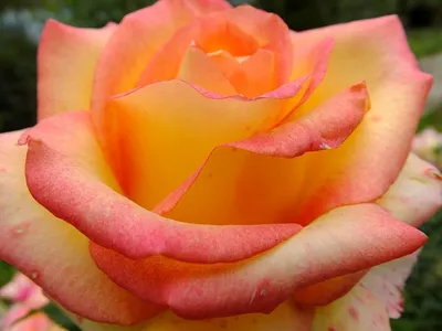 Уникальность розы амбианс на фотографии