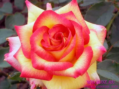 Фото розы амбианс, достойное восхищения