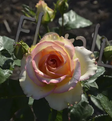 Фотография розы амбианс в формате webp - выбирайте размер