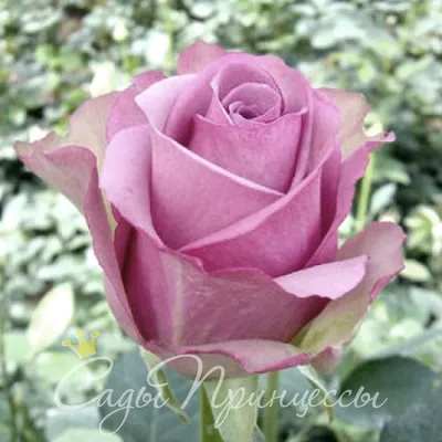Чудесное изображение розы амбианс для вашего вдохновения