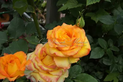Фотка розы амбианс, которая олицетворяет красоту