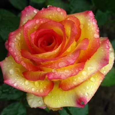 Фото розы амбианс с прекрасным разрешением и форматом jpg