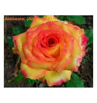 Удивительные детали розы амбианс на фотографии в интернете