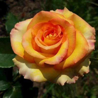 Картинка розы амбианс - выберите размер изображения