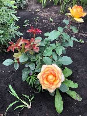 Загадочная роза амбианс на фото