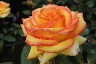 Уникальная особенность розы амбианс на фотографии