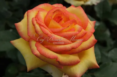 Фото розы амбианс в высоком разрешении