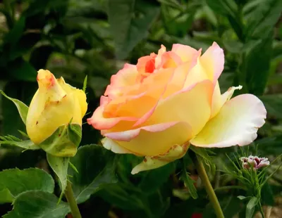 Фотография розы амбианс - доступен формат png