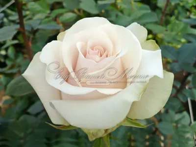 Роза амелия: ошеломительная красота в каждом пикселе