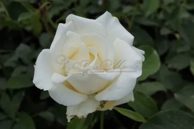 Фото розы амелия: магическое воплощение роскоши