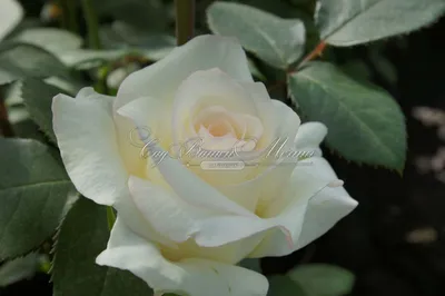 Идеальное изображение розы амелия для вашей коллекции