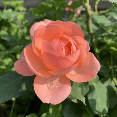 Прекрасная роза амелия: изображение, которое никого не оставит равнодушным