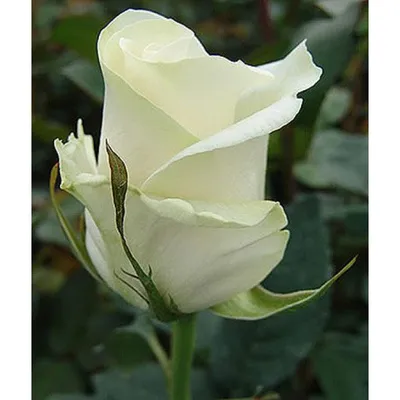 Роза амелия: фотография, которая заставит сердце пульсировать