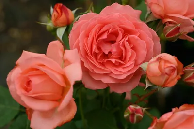 Картина розы амелия: идеальное искусство природы