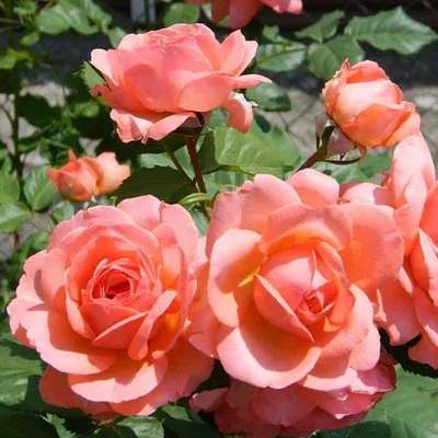 Изображение розы амелия: лучшая украшение вашего дома