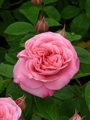 Фото розы амелия: уникальное сочетание цвета и формы
